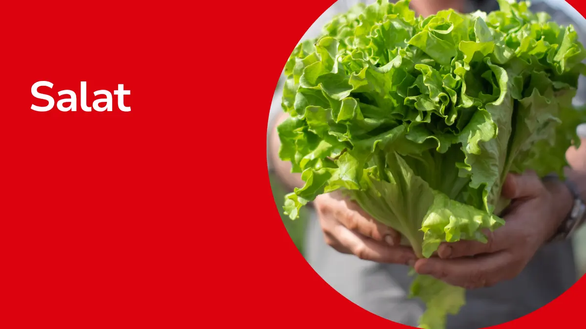 Salat mit Text ,,Salat"