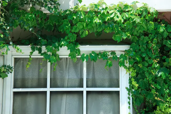 Umwachsenes Fenster