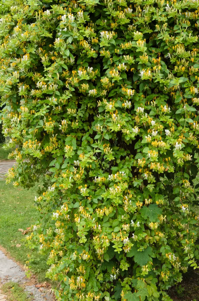 Blühendes Waldgeißblatt mit cremegelben Blüten