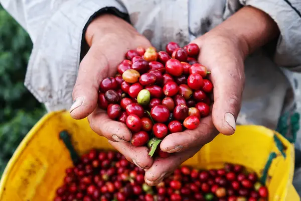 Ein Mensch hält geerntete reife Kaffeekirschen in der Hand