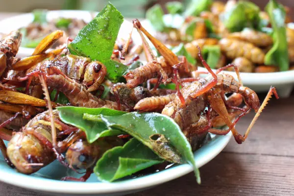 Insektenmahlzeit
