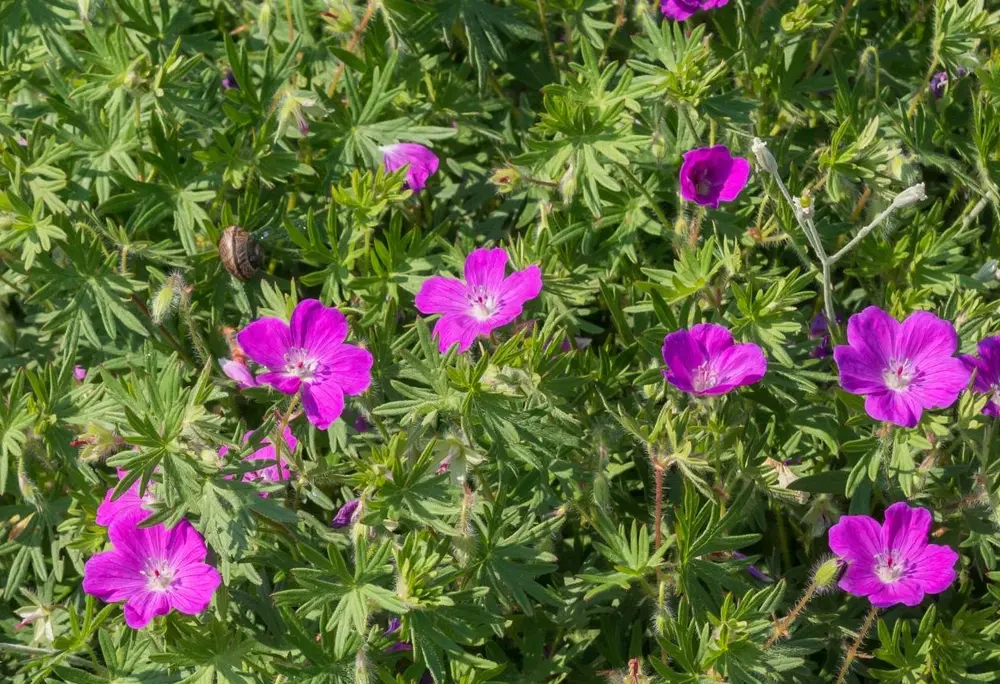 Blut-Storchschnabel (Geranium sanguineum)