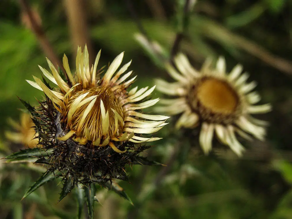 Gewöhnliche Golddistel