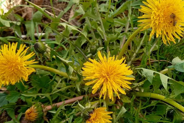 Löwenzahnblätter und Blüten