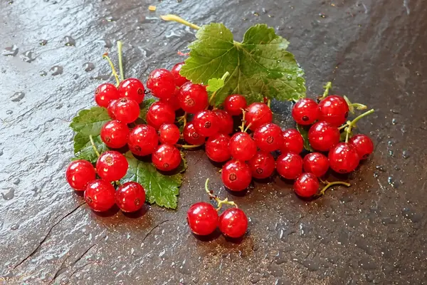 Rote Johannisbeeren mit Blättern