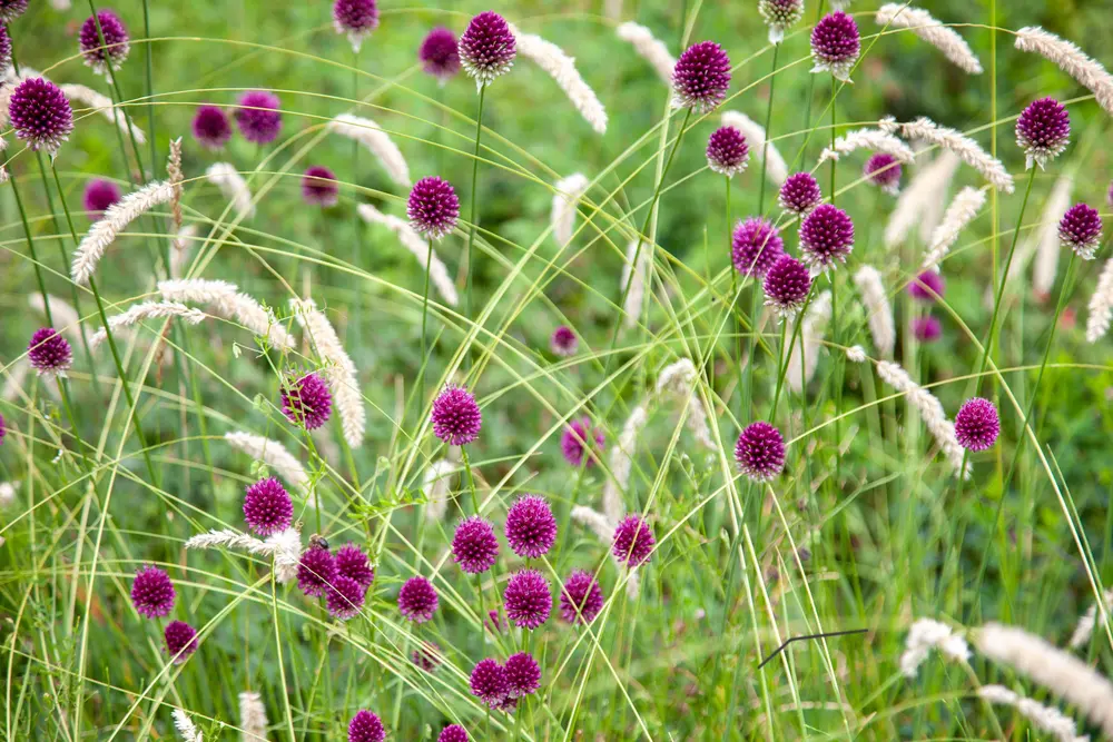 Kugelköpfiger Lauch (Allium sphaerocephalon)