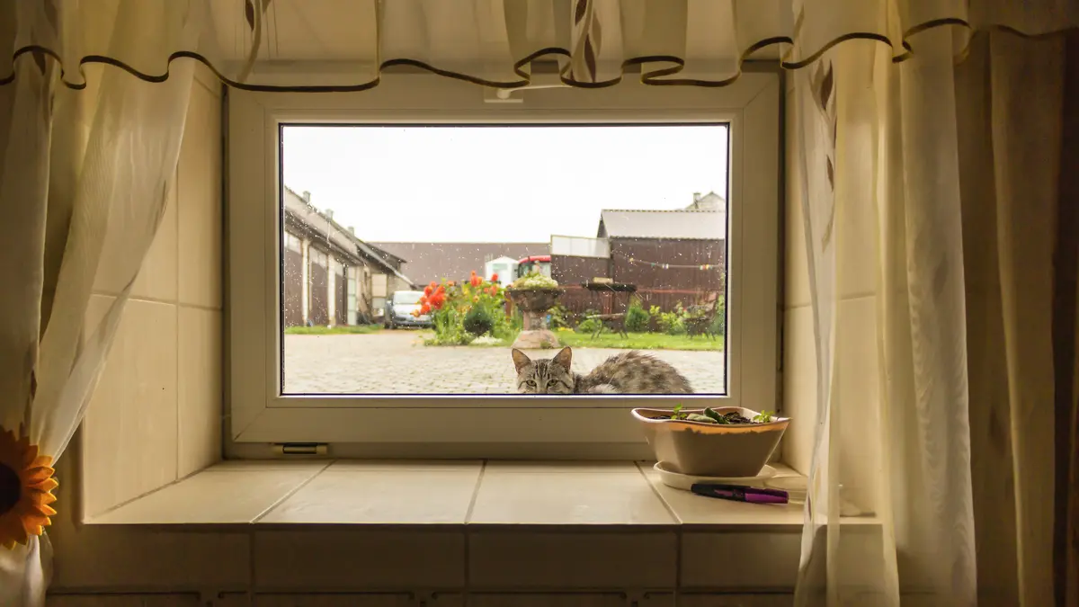 Blick durch ein Kellerfenster mit Vorhängen von innen auf eine Katze draußen
