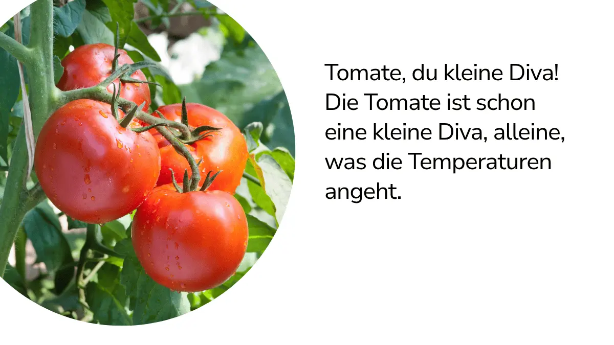 Tomaten mit Text ,,Tomate, du kleine Diva! Die Tomate ist schon eine kleine Diva, alleine, was die Temperaturen angeht."
