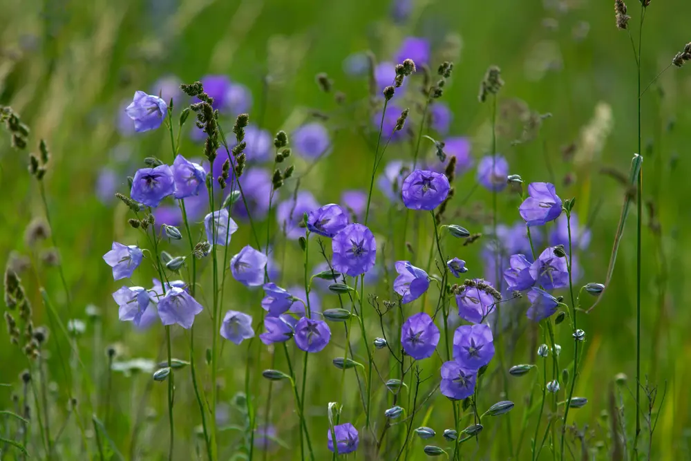 Pfirsichblättrige Glockenblume (Campanula persicifolia)