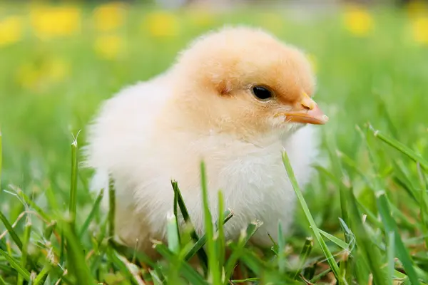 Küken im Gras in Nahaufnahme