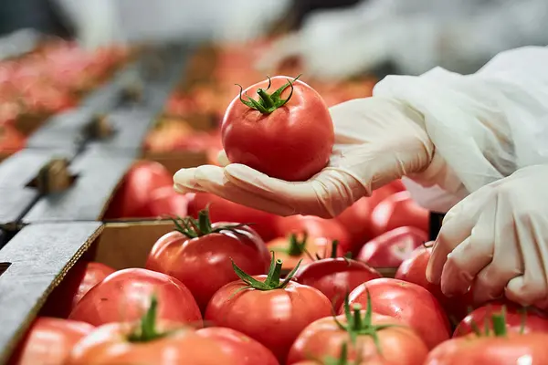 Bio Lebensmittel in der Produktion