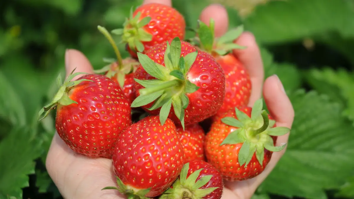 Eine Hand hält frische Erdbeeren
