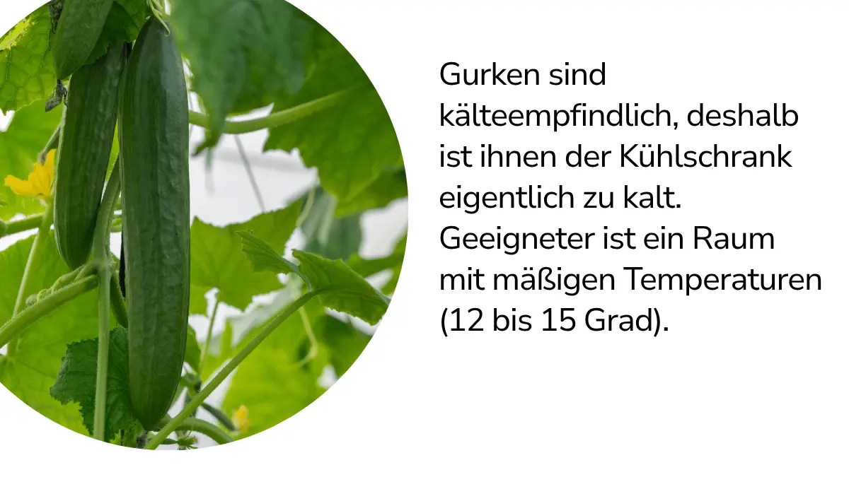 Gurken mit Text ,,Gurken sind kälteempfindlich, deshalb ist ihnen der Kühlschrank eigentlich zu kalt. Geeigneter ist ein Raum mit mäßigen Temperaturen (12 bis 15 Grad)."