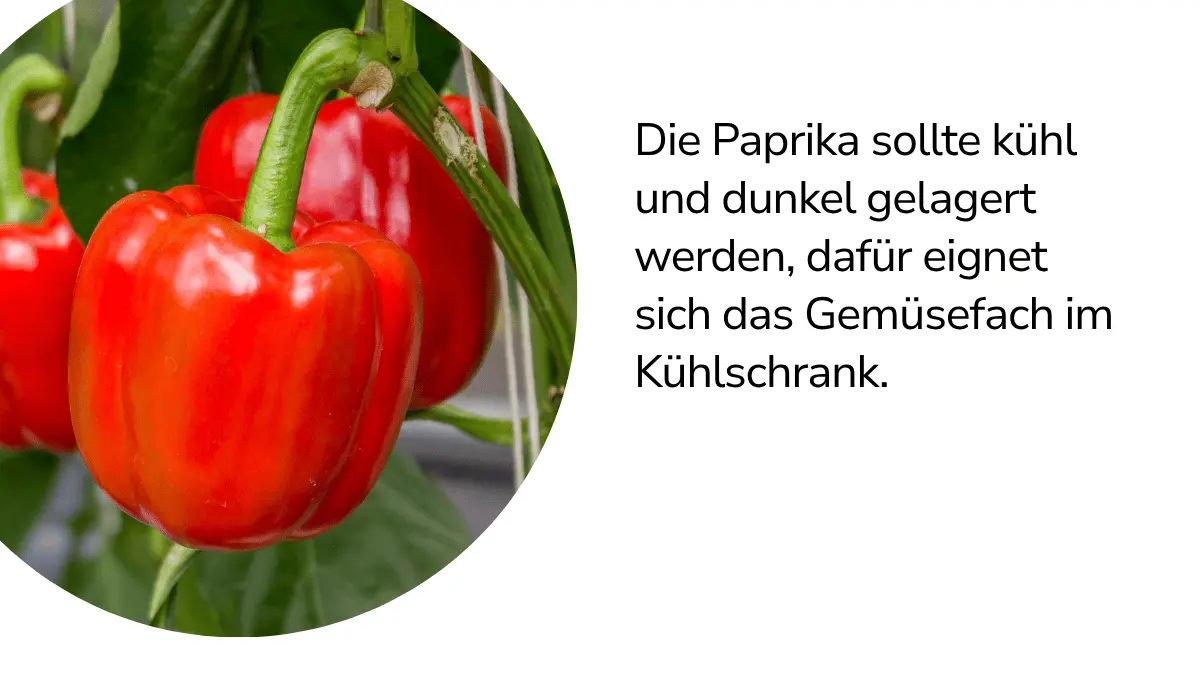 Paprikas mit Text ,,Die Paprika sollte kühl und dunkel gelagert werden, dafür eignet sich das Gemüsefach im Kühlschrank."