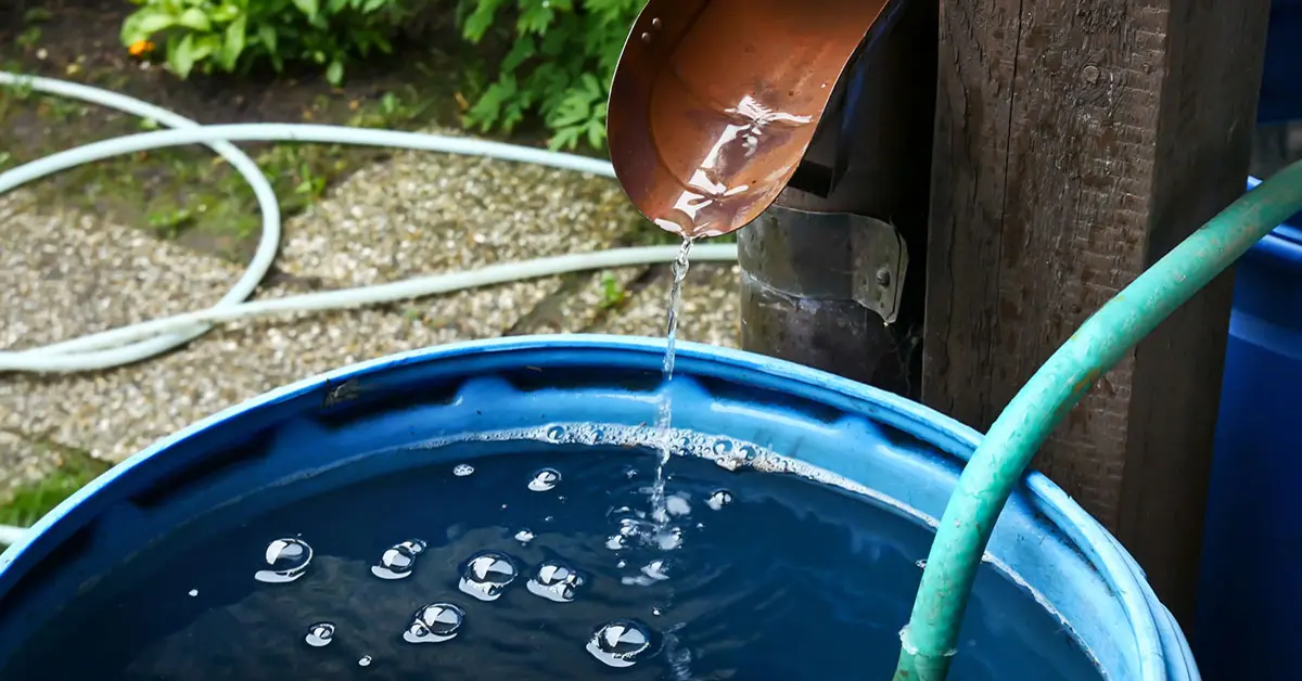 Regenwasser effektiv nutzen: Tipps zur Speicherung und Gartenbewässerung