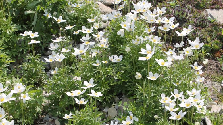 Großes Wald-Windröschen (Anemone sylvestris)