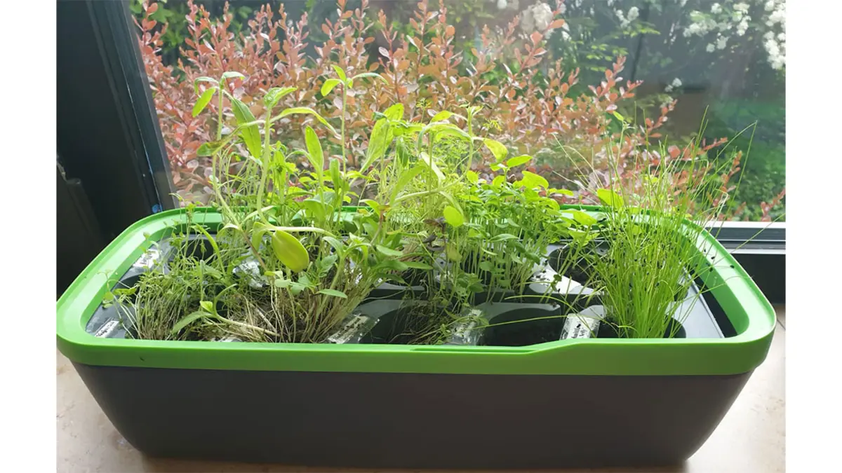 Kräuterkasten auf dem Fensterbrett der Krippe
