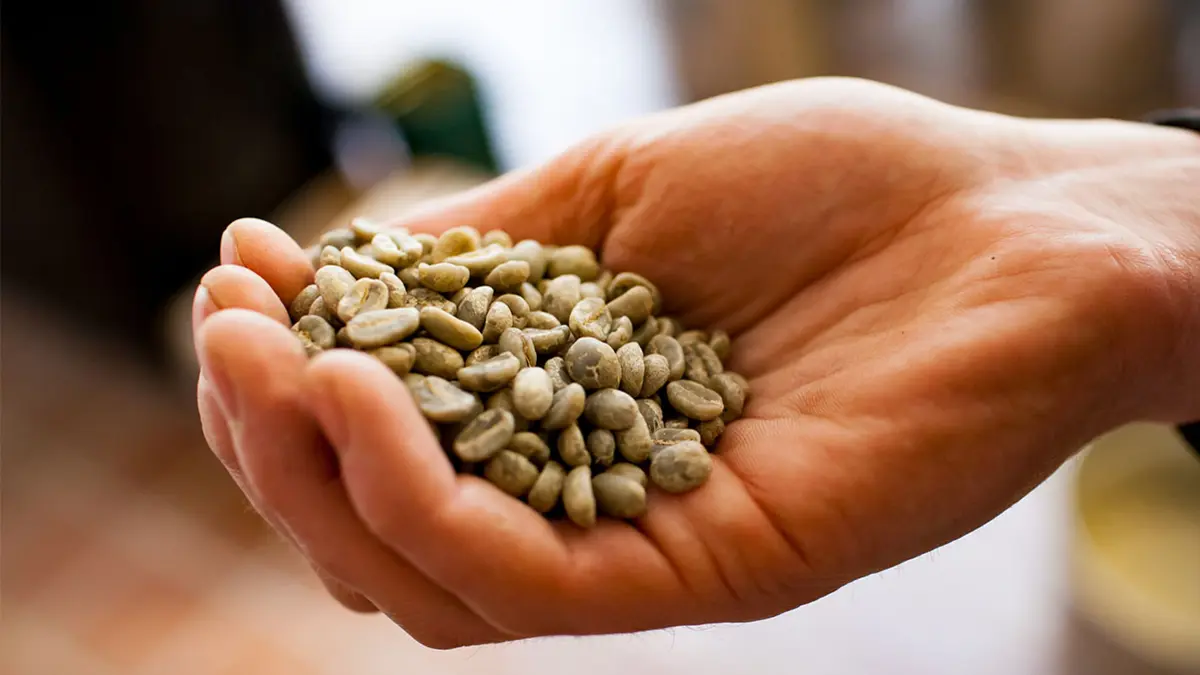 Eine Hand hält grünen, ungerösteten Kaffee