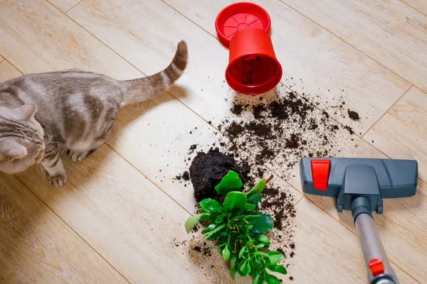 Eine Katze steht neben einem herunter geworfenen Blumentopf, während jemand staubsaugt