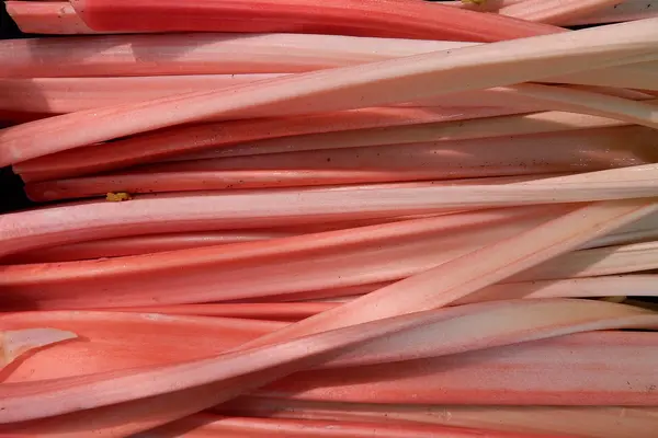 Rhabarberstangen rot