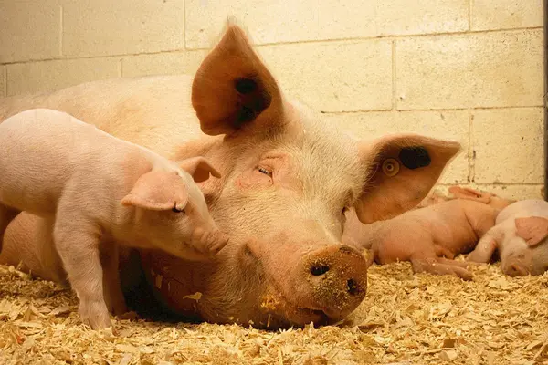 Tierschutz, Tierwohl, artgerechte Tierhaltung - was steckt dahinter?