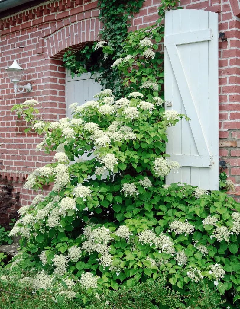 Kletterhortensie begrünt die Fassade eines Hauses und spendet Schatten