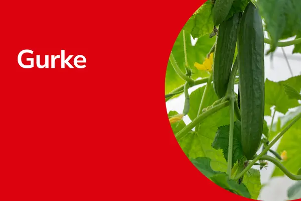 Gurken mit Text ,,Gurke"