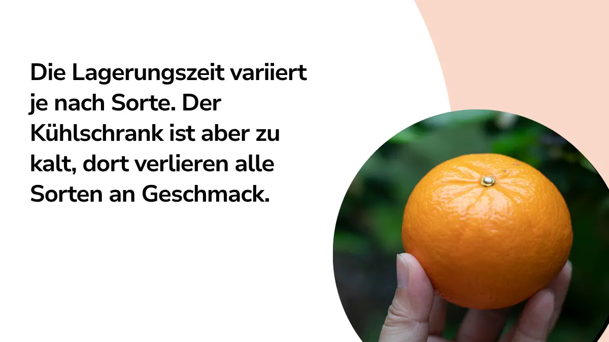Mandarine mit Text ,,Die Lagerungszeit variiert je nach Sorte. Der Kühlschrank ist aber zu kalt, dort verlieren alle Sorten an Geschmack."