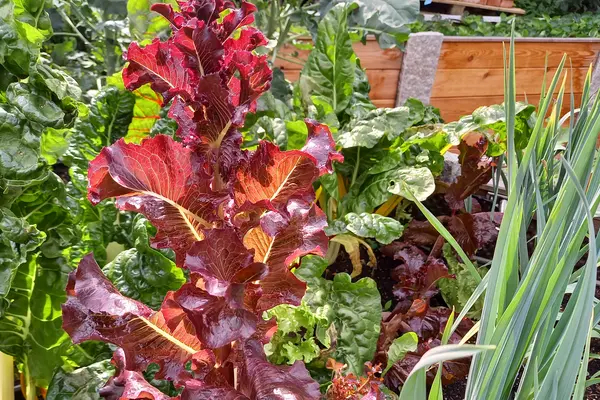 bluehender hochgeschossener Salat