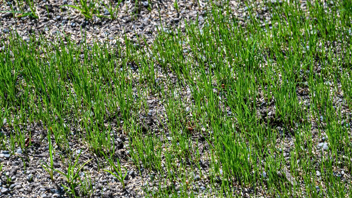 Schotterrasen ist eine kostengünstige Alternative zu gepflasterten Wegen und Stellplätzen. Zudem kann hier das Niederschlagswasser vollständig flächig versickern. Dieser Belag ist nur mäßig belastbar, da es insbesondere durch Schotterverlagerung beim Wenden und Bremsen zu Spurrillenbildung kommen kann.