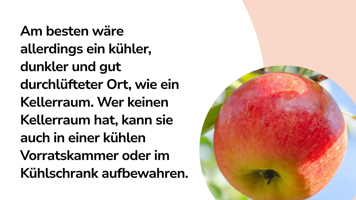 Ein Apfel und Text "Am besten wäre allerdings ein kühler, dunkler und gut durchlüfteter Ort, wie ein Kellerraum. Wer keinen Kellerraum hat, kann sie auch in einer kühlen Vorratskammer oder im Kühlschrank aufbewahren."