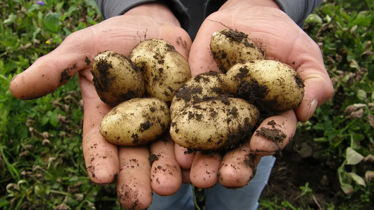 Jemand hält frisch geerntete Kartoffeln in den Händen, an denen noch Erde ist
