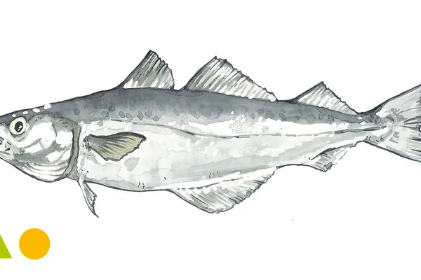 Seelachs, Atlantischer