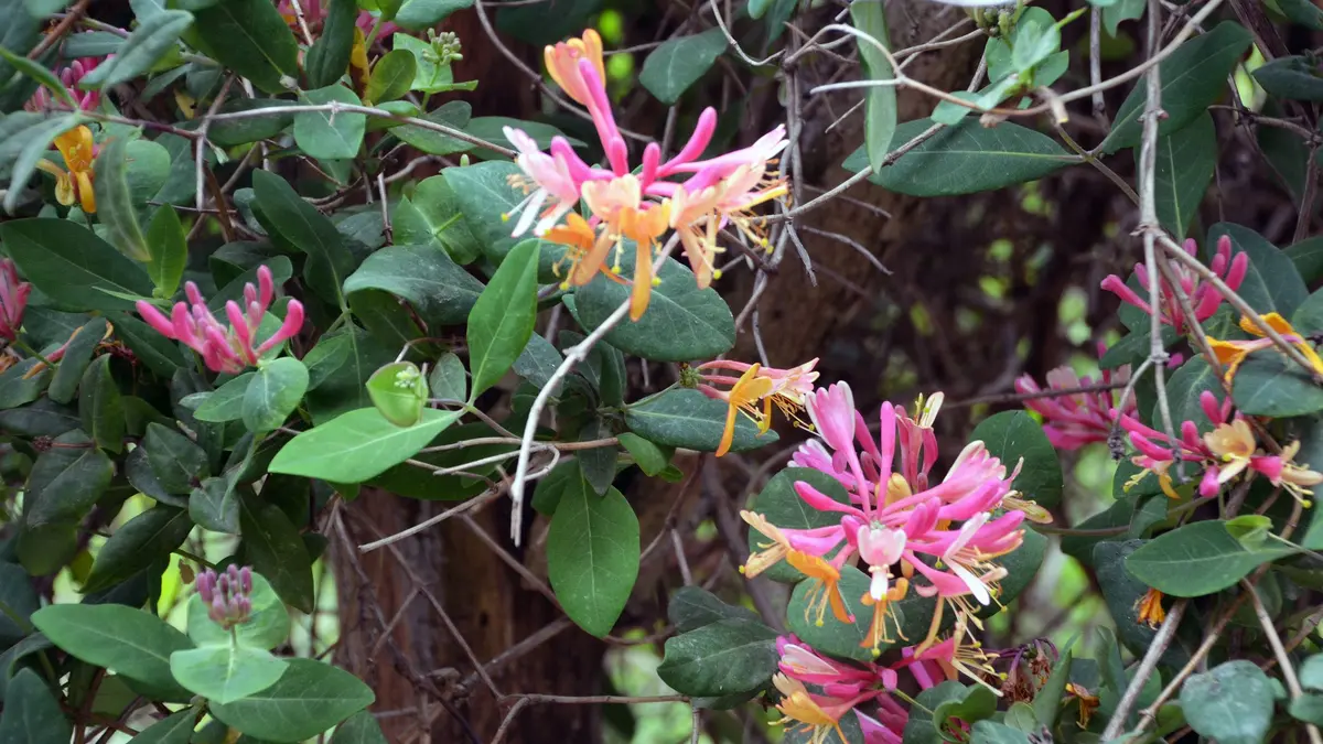 Wald-Geißblatt (Lonicera periclymenum)