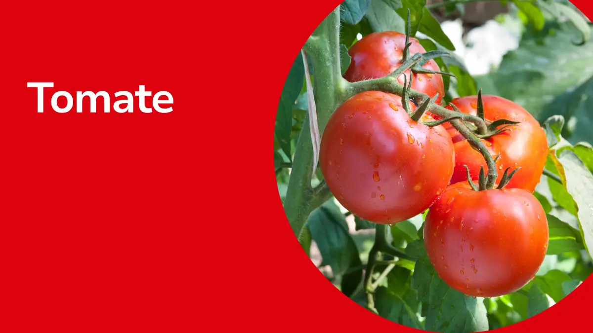 Tomaten mit Text ,,Tomate"