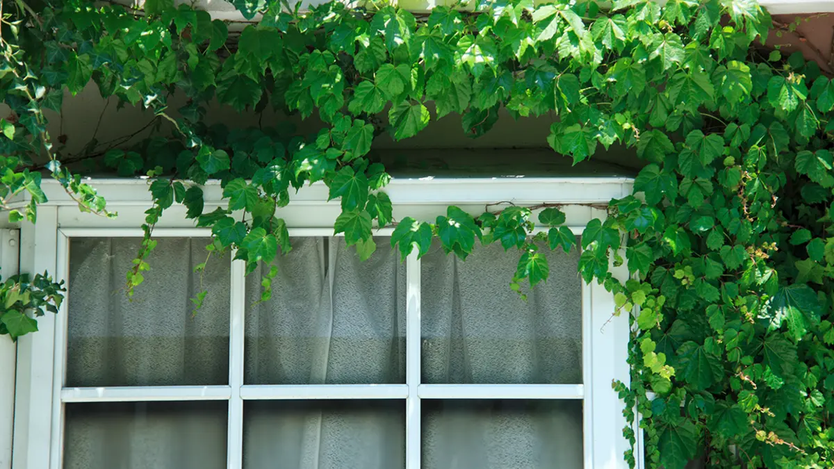 Umwachsenes Fenster