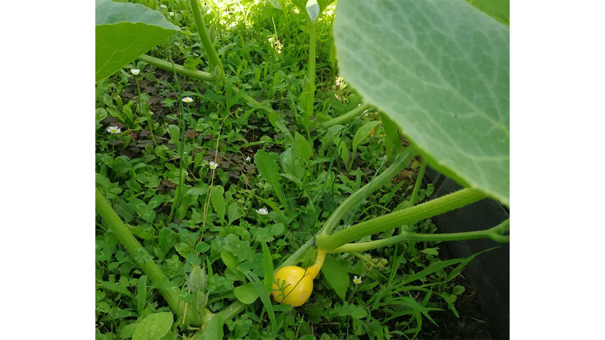 Kürbispflanze im Kita-Garten
