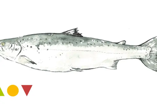 Lachs, Atlantischer