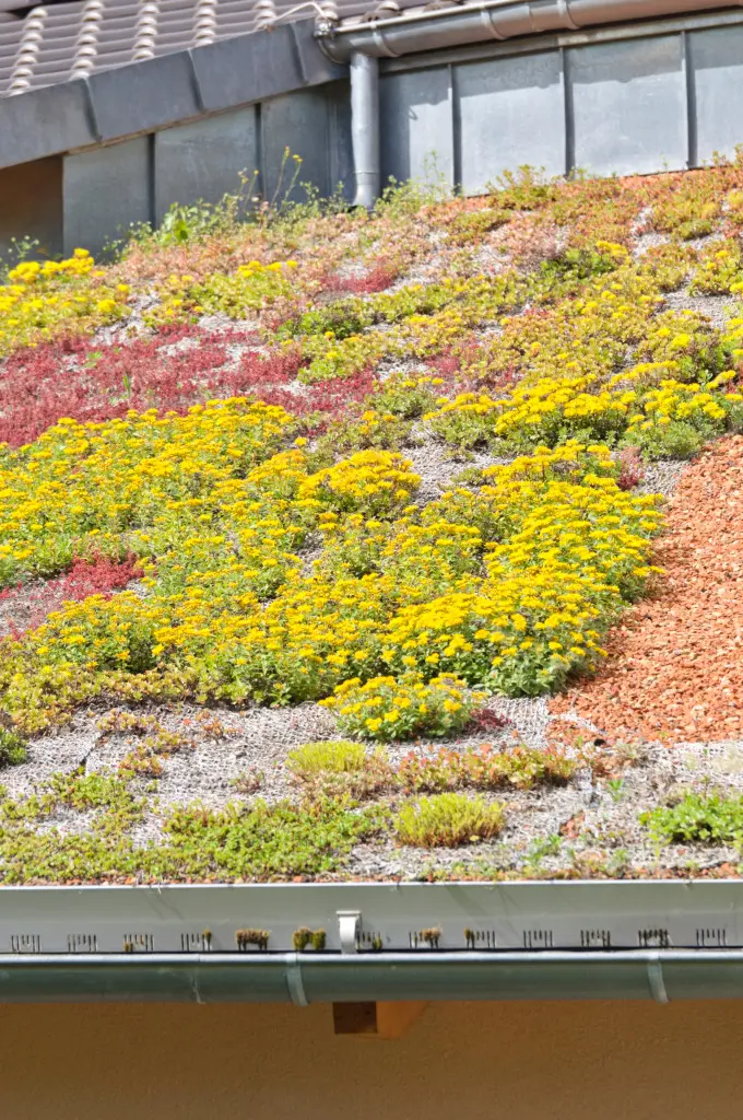 Sedum wächst als dichte Begrünung auf einem Dach