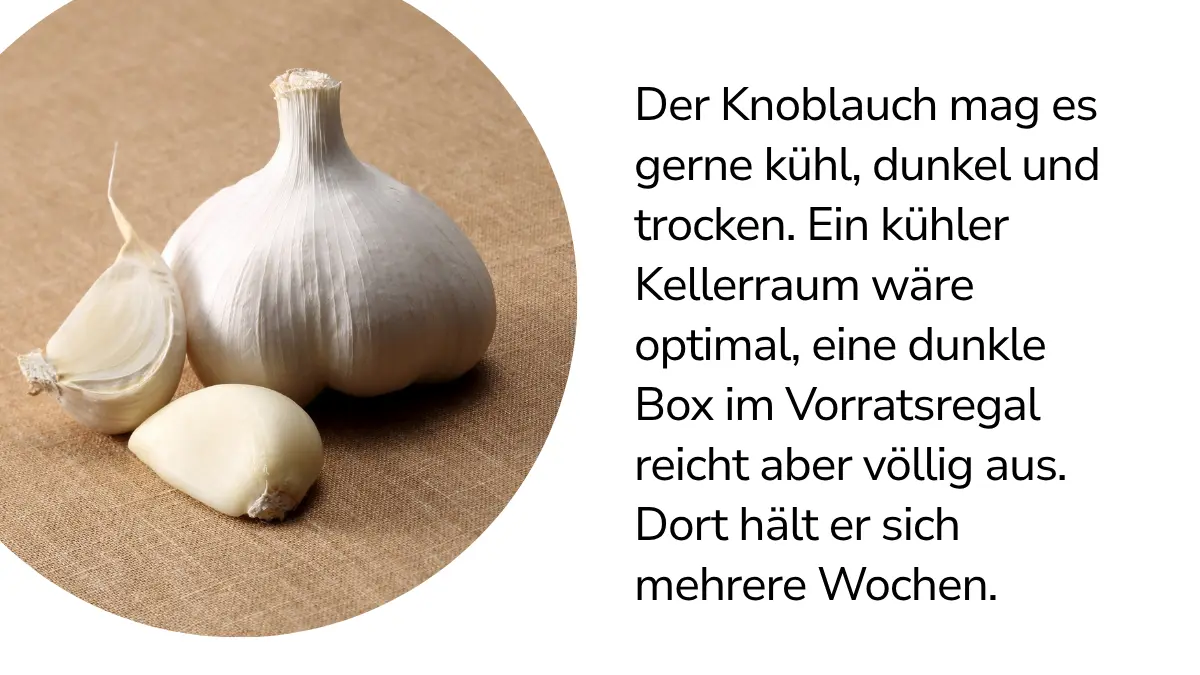 Knoblauch mit Text ,,Der Knoblauch mag es gerne kühl, dunkel und trocken. Ein kühler Kellerraum wäre optimal, eine dunkle Box im Vorratsregal reicht aber völlig aus. Dort hält er sich mehrere Wochen."