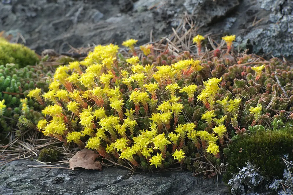 Scharfer Mauerpfeffer (Sedum acre)
