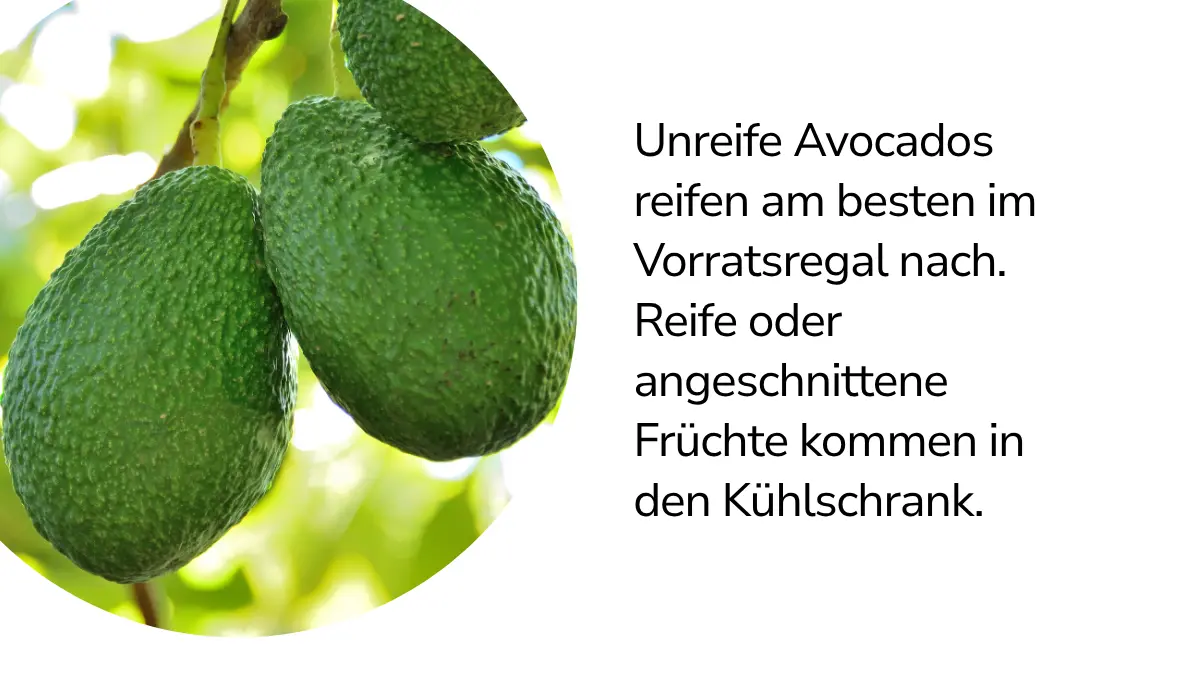 Avocados mit Text ,,Unreife Avocados reifen am besten im Vorratsregal nach. Reife oder angeschnittene Früchte kommen in den Kühlschrank."