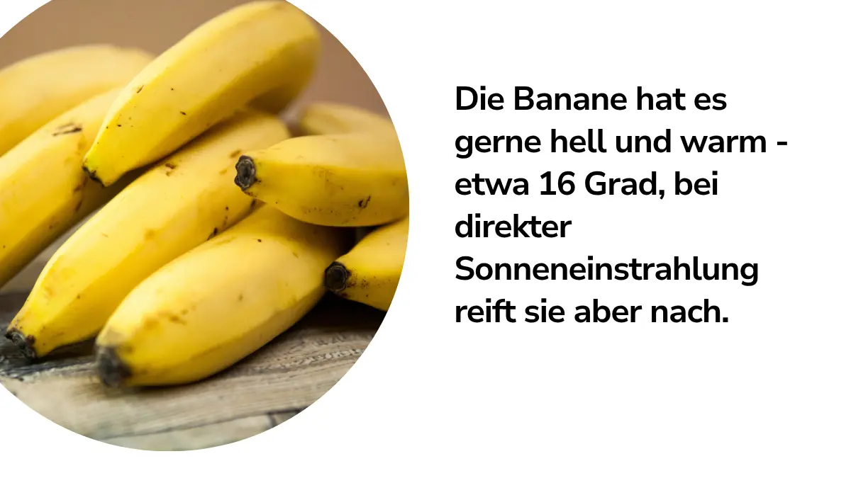 Bananen und Text ,,Die Banane hat es gerne hell und warm - etwa 16 Grad, bei direkter Sonneneinstrahlung reift sie aber nach."
