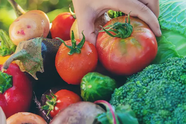 Hand greift Tomate aus einem Korb mit frischem Gemüse