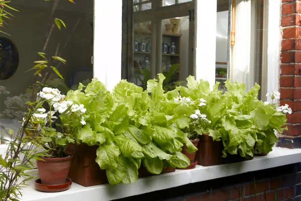 Salatanbau in einem Balkonkasten auf dem Fensterbrett