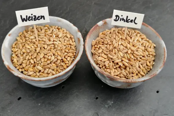 Weizen und Dinkel in je einem Schälchen mit einem Namensschild