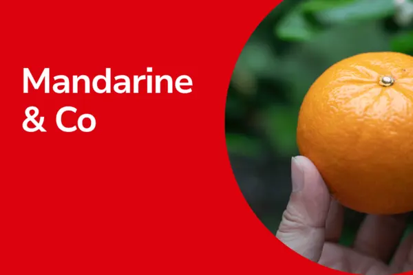 Mandarine mit Text ,,Mandarine & Co"