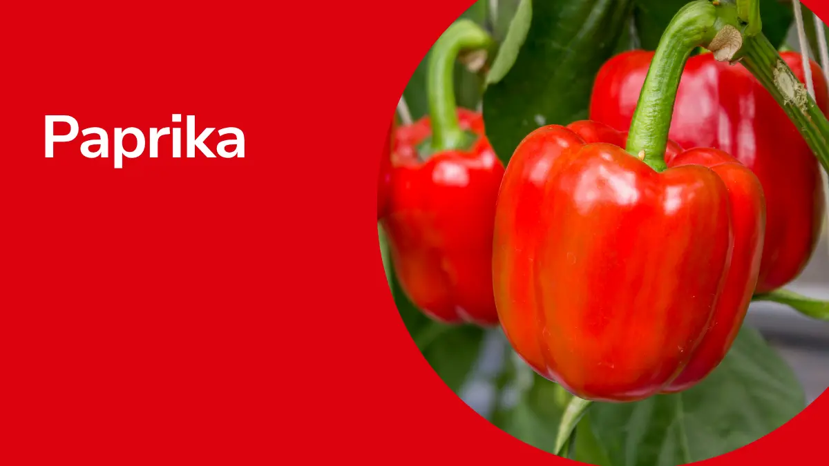 Paprikas mit Text ,,Paprika"
