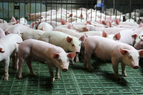 Schweine auf Spaltenböden zu Artikel: Online-Seminar: Kann man Tierwohl kaufen?