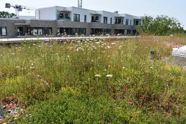 Aufsicht auf ein Retentionsgründach mit blühender Vegetation